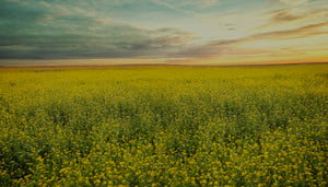 Image of sunset and beautiful sky over field of yellow mustard flowers